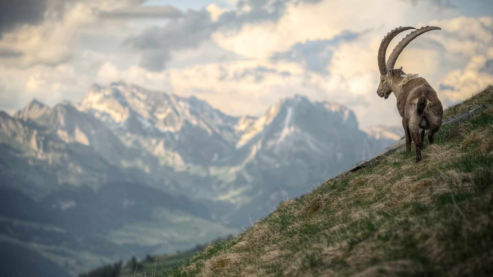 Sličica nedavnega bloga